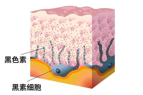 智慧毛|身上有一根毛特別長，是長壽象徵，還是癌變前兆？